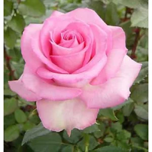 Роза "Sweet unique"